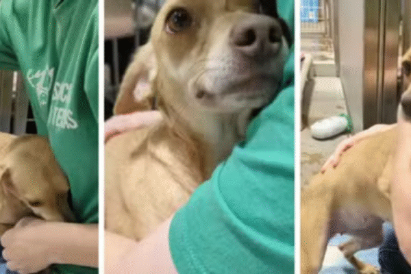 Cachorra que iria para canil, nos EUA, se recusa a se soltar de funcionária de abrigo e cena comove internautas