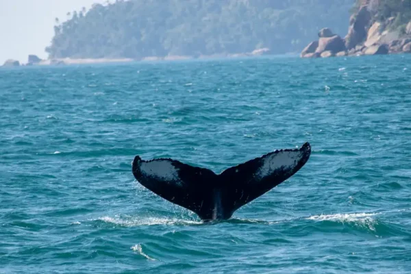 Baleias retomam espaços onde quase foram extintas no Brasil