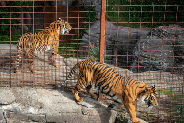 Zoológico gera polêmica ao pedir doação de pets para alimentar predadores na Dinamarca