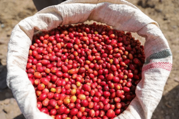 China abre mercado a café, gergelim e farinha de aves e suínos do Brasil