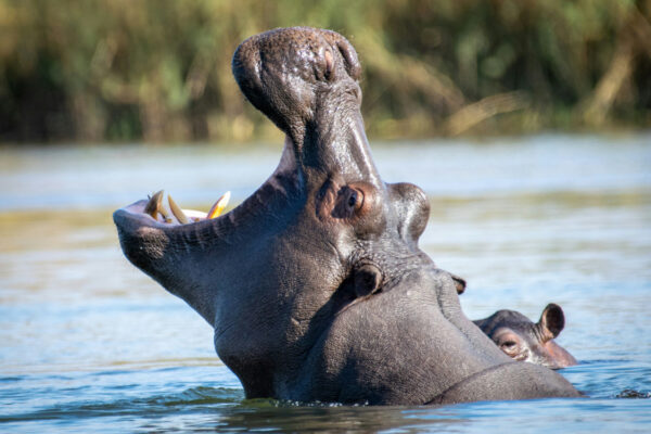 Onze pessoas desaparecem após hipopótamo virar embarcação na Costa do Marfim
