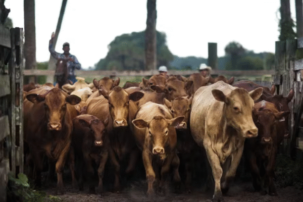 EUA divulgam plano para reforçar produção de carne bovina e ampliam cota da Argentina
