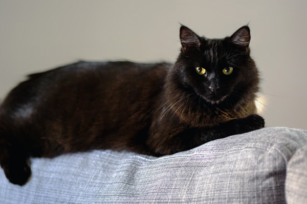 Município espanhol proíbe a adoção de gatos pretos no Halloween para evitar uso em rituais