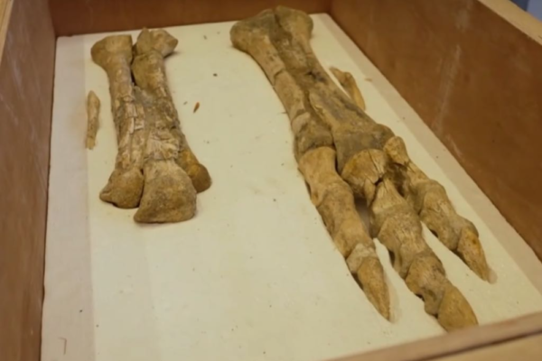 França repatria tesouro pré-histórico: fósseis de Tarbosaurus Bataar voltam à Mongólia