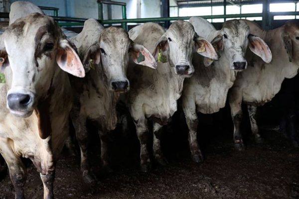 França enfrenta surto de doença nodosa no gado com protestos intensos de fazendeiros